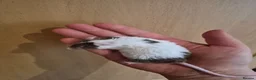 Mouse rodents for sale: Cute Male Fancy Mice - Advert 3
