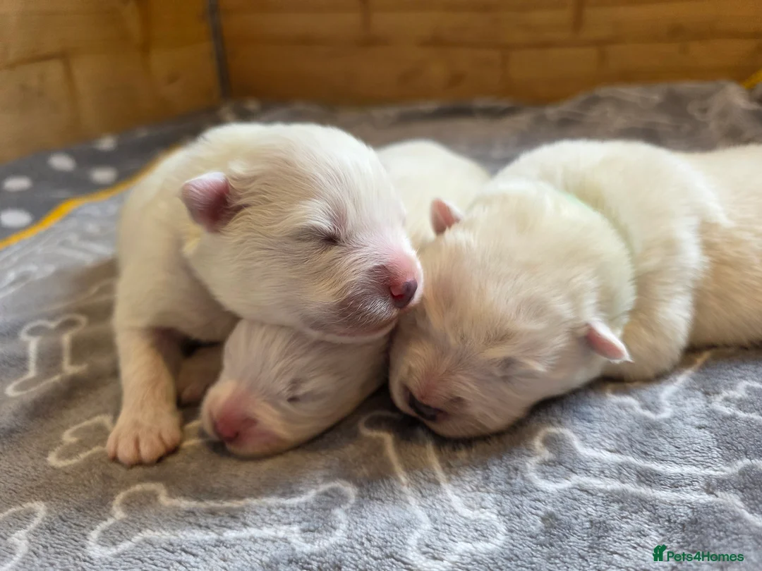 Samoyed dogs for sale: RKC Samoyed Puppies – Champion Bloodlines - Advert 6