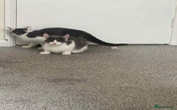 Mixed Breed cats for sale: Male  - Image 1