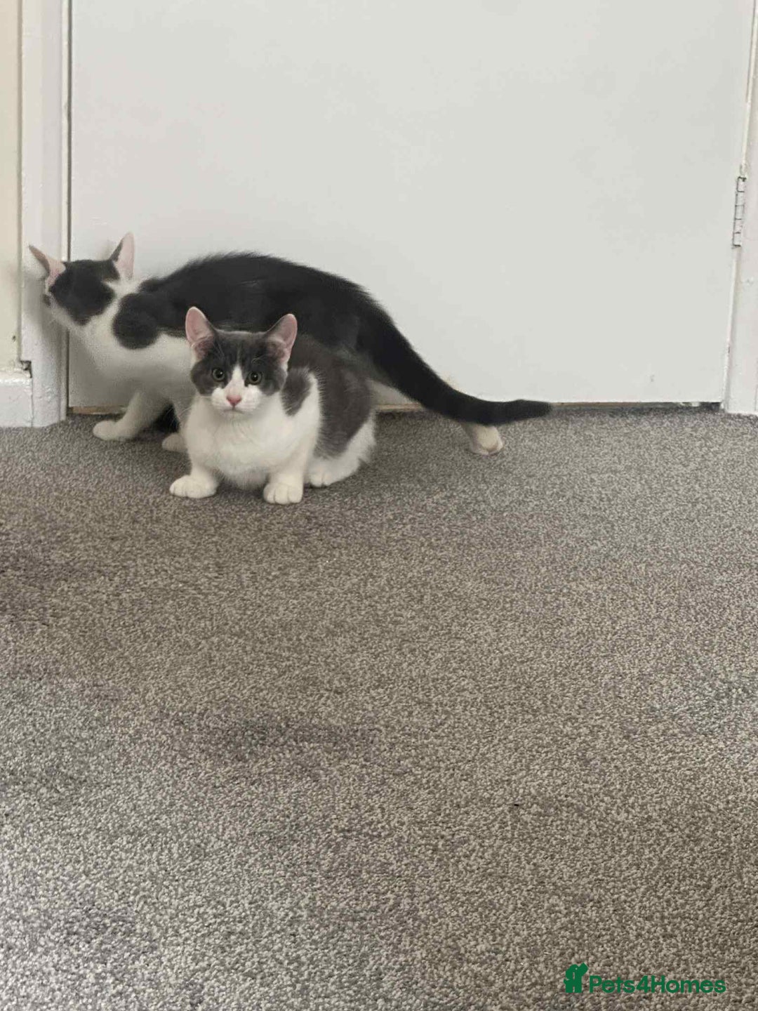 Mixed Breed cats for sale: Male  - Image 1