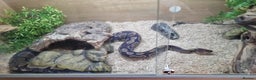 Python Snake reptiles for sale: Ball python and set up - Advert 5