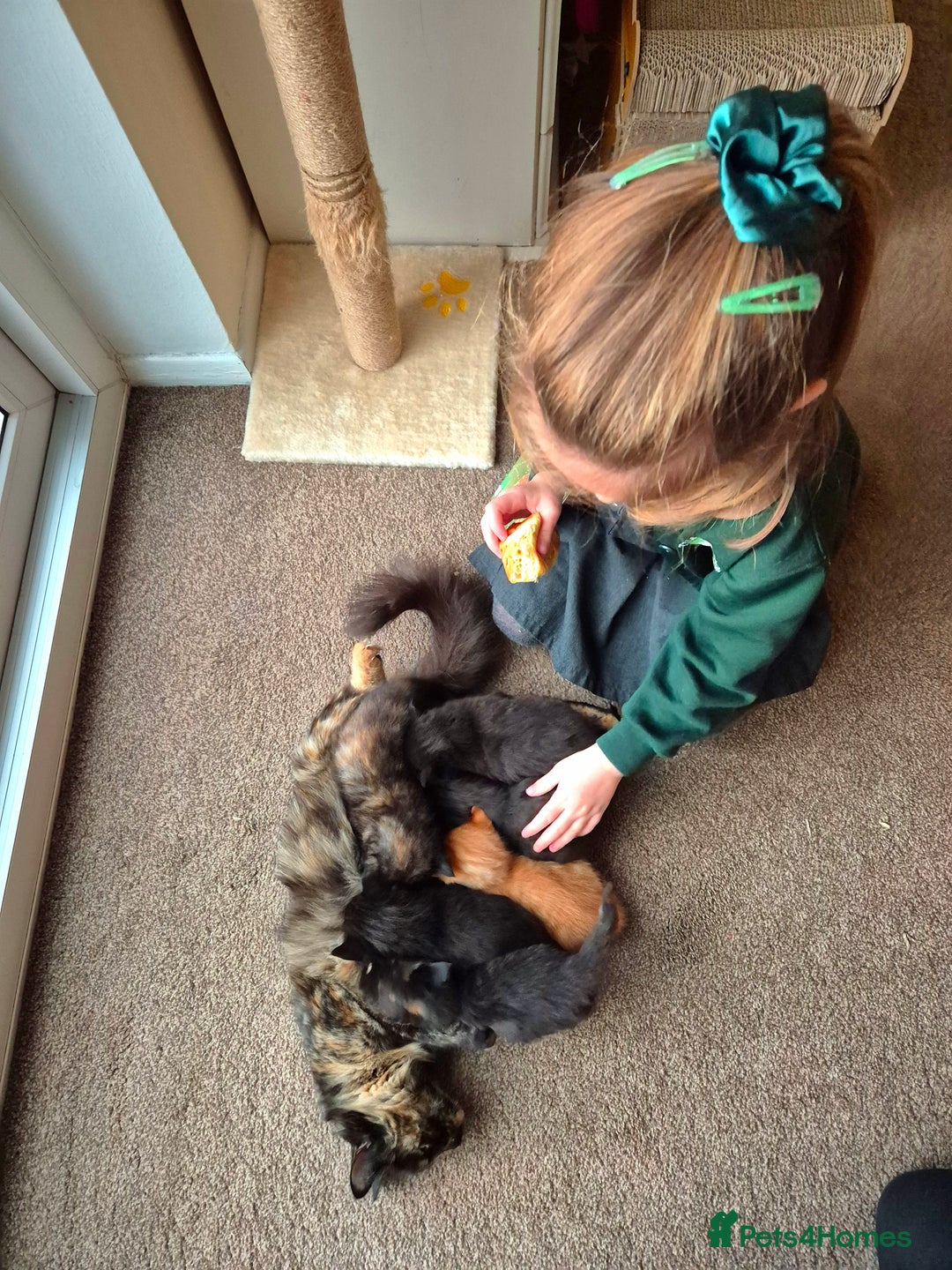 Mixed Breed cats for sale: 😺 VERY FRIENDLY KITTENS 😺 - Advert 13