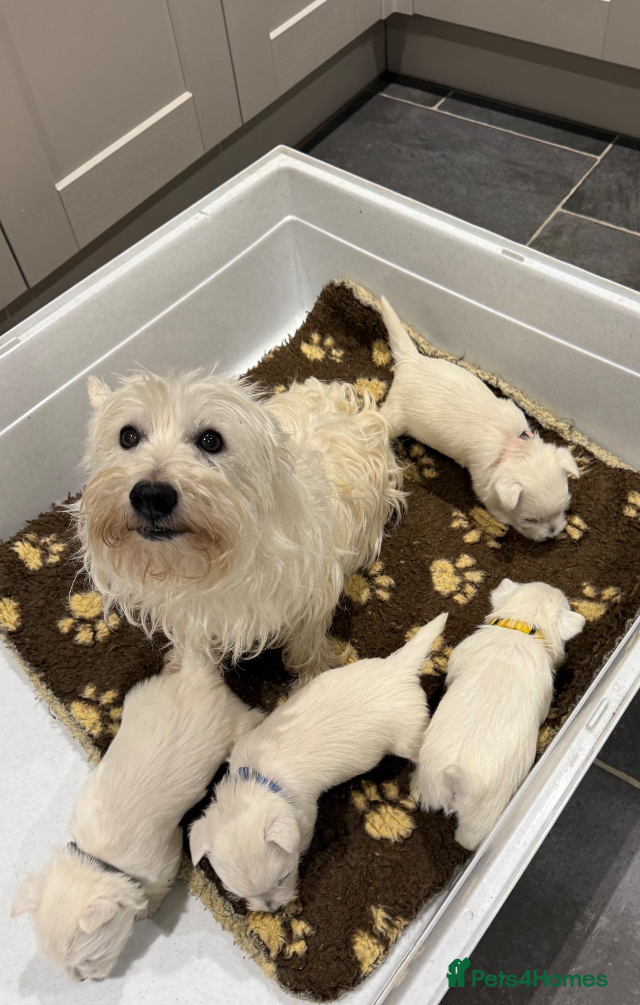 West Highland Terrier dogs KC REGISTERED Boys & Girl - Advert 2