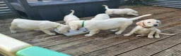 Goldador dogs for sale: GOLDADOR PUPPIES READY FOR NEW HOMES - Advert 4