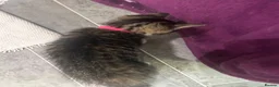 British Shorthair cats for sale: BRITISH SHORTHAIR KITTENS-AVAILABLE NOW  - Advert 6