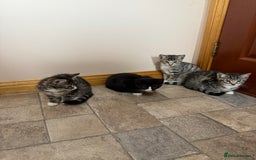 Mixed Breed cats for sale: Kittens for sale  - Image 3
