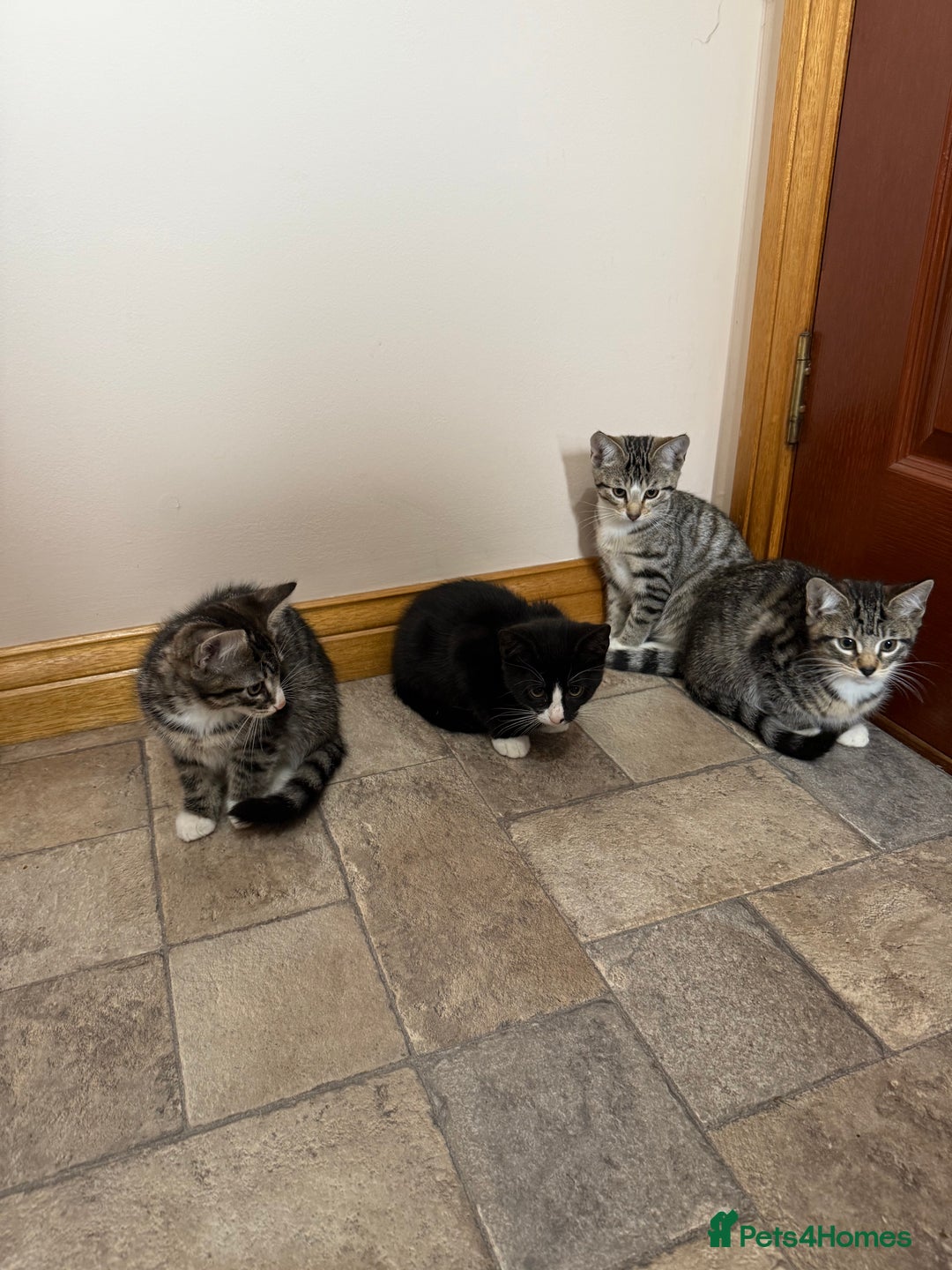 Mixed Breed cats for sale: Kittens for sale  - Image 3