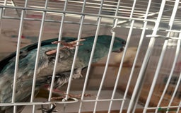 Parakeets birds for sale: Young female kakariki  - Advert 26