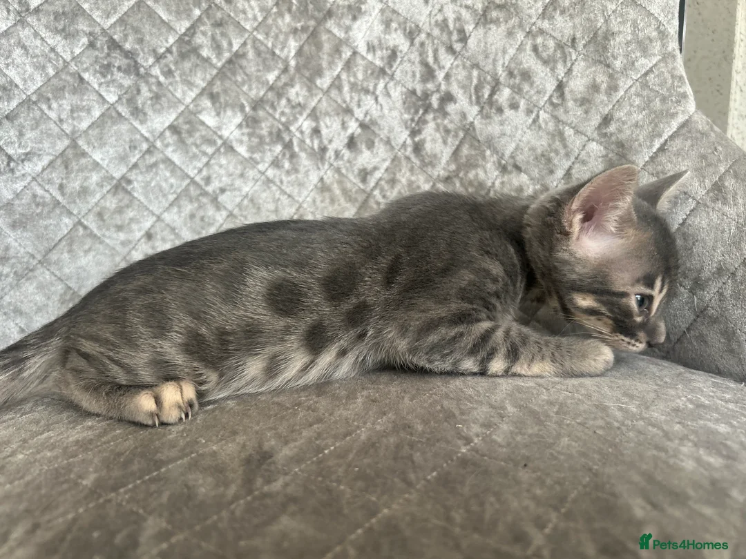 Bengal cats for sale: 💙Beautiful Blue Bengal Kittens - TICA Reg 💙 - Advert 10