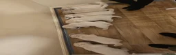 Golden Retriever dogs for sale: Beautiful golden retriever puppies  - Advert 6