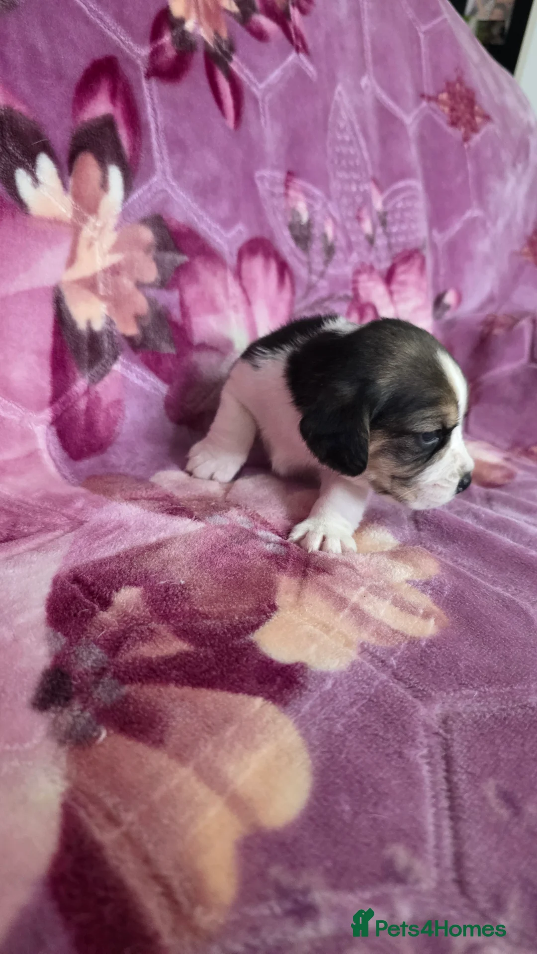 Beagle dogs for sale: Beautiful Beagle puppies looking for loving homes - Advert 12