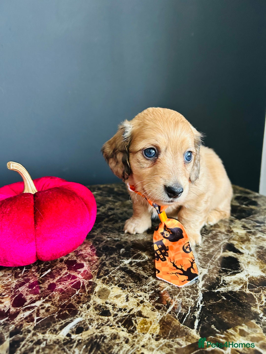 Miniature Dachshund dogs for sale: Cream Litter 5 Star Breeder ⭐️⭐️⭐️⭐️⭐️  - Image 24
