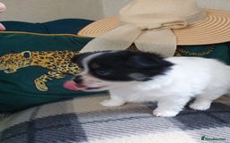 Chihuahua dogs for sale: Longcoat chihuahua  - Image 4