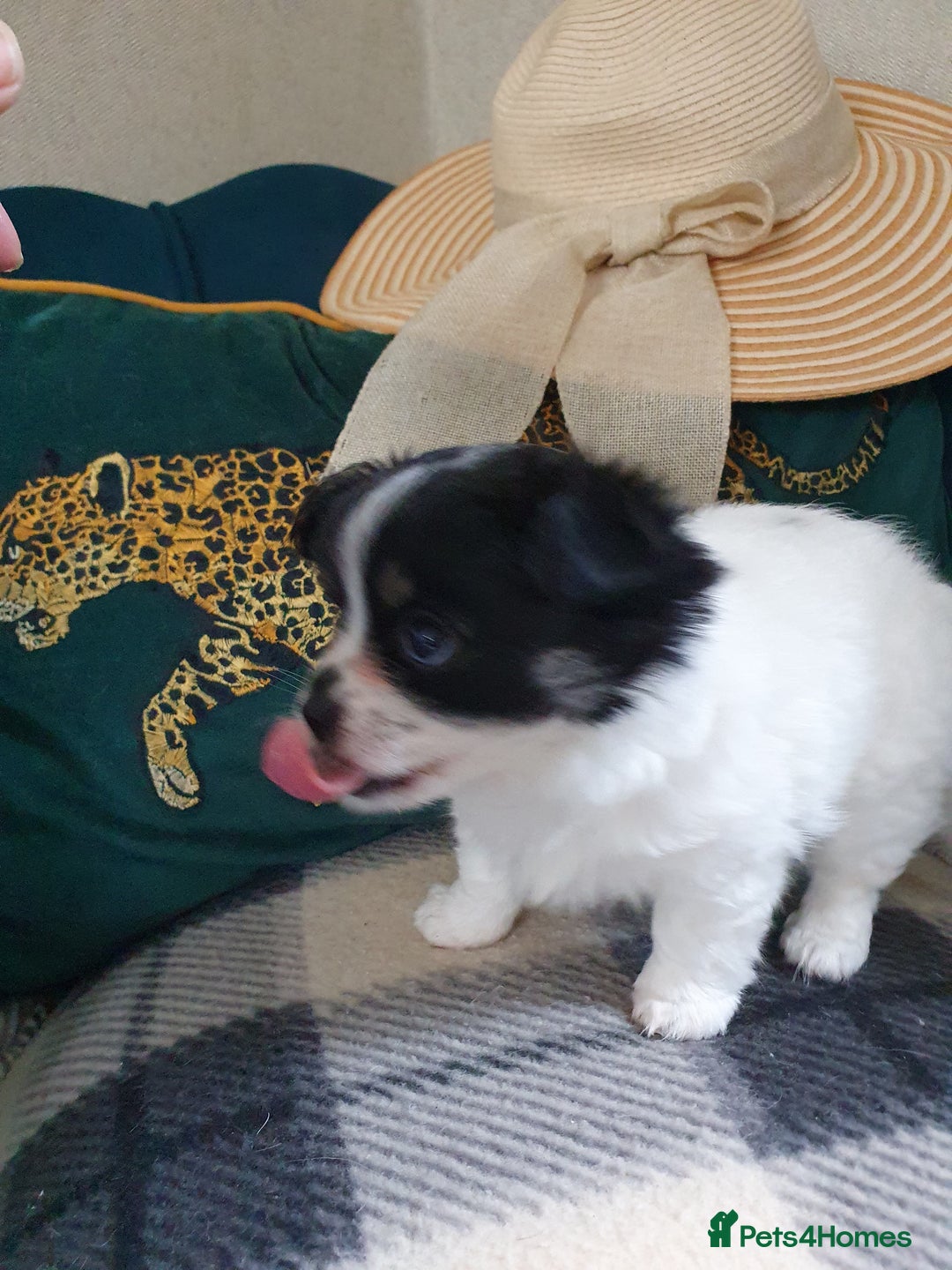 Chihuahua dogs for sale: Longcoat chihuahua  - Image 4