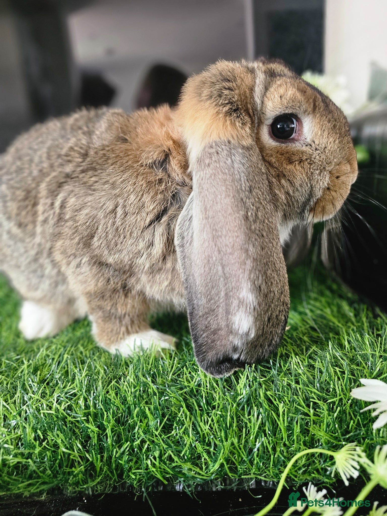 French Lop rabbits Vaccinated Giant French Lop Babies  - Advert 2