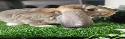 French Lop rabbits for sale: Vaccinated Giant French Lop Babies  - Advert 2