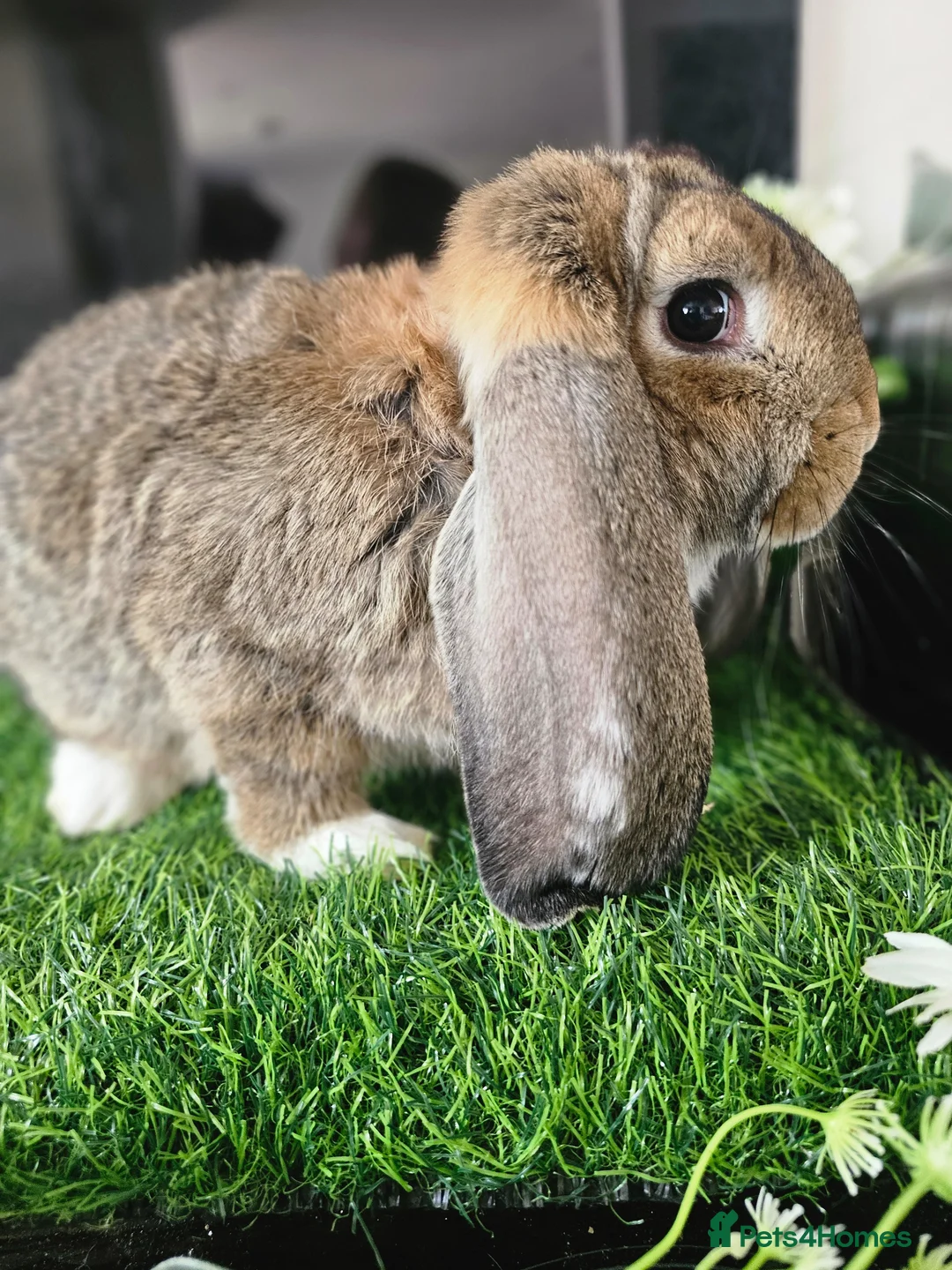 French Lop rabbits for sale: Vaccinated Giant French Lop Babies  - Advert 2