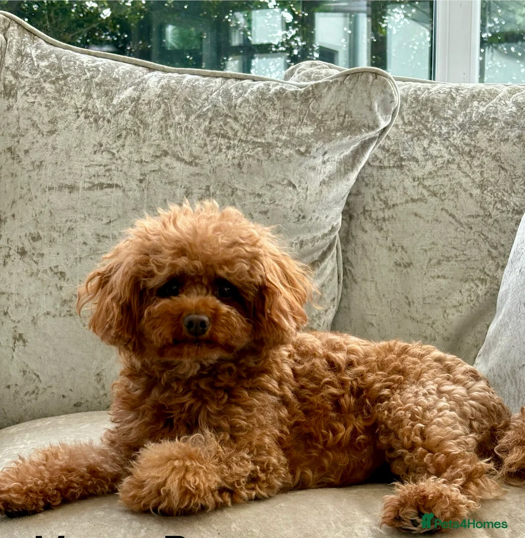 Cavapoo dogs for sale: Extensively health tested F1bb Cavapoo puppies  - Advert 2