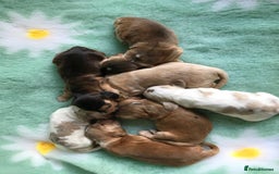 Cocker Spaniel dogs for sale: Show Type Health Tested, KC Reg puppies  - Image 7