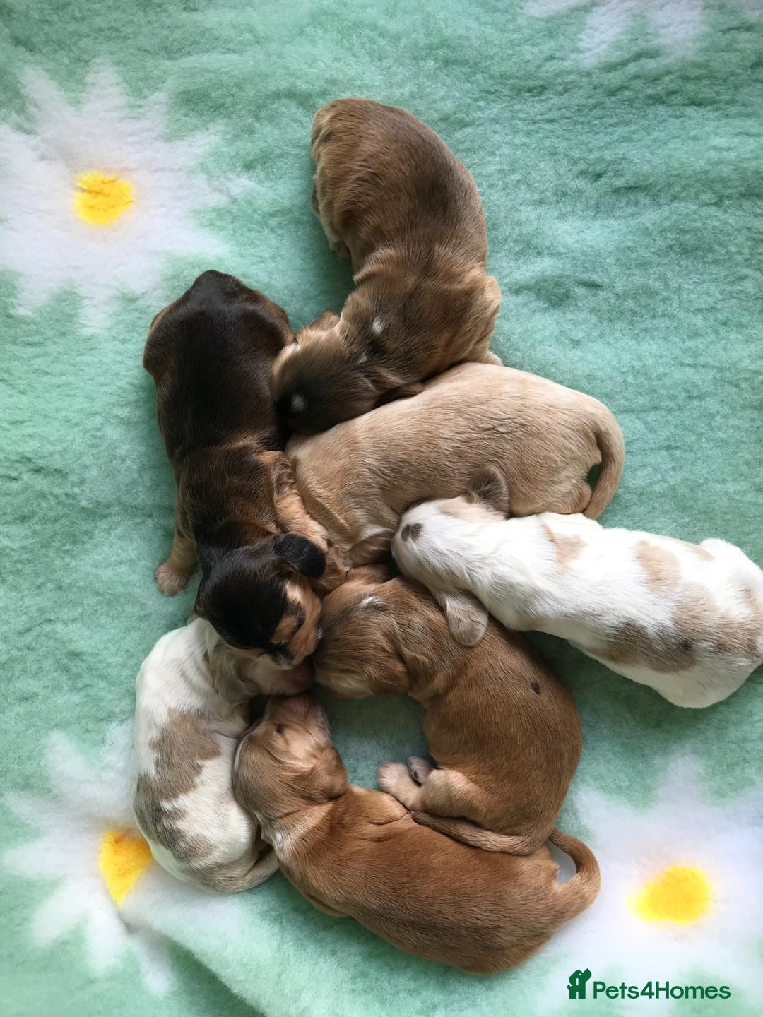 Cocker Spaniel dogs for sale: Show Type Health Tested, KC Reg puppies  - Image 7