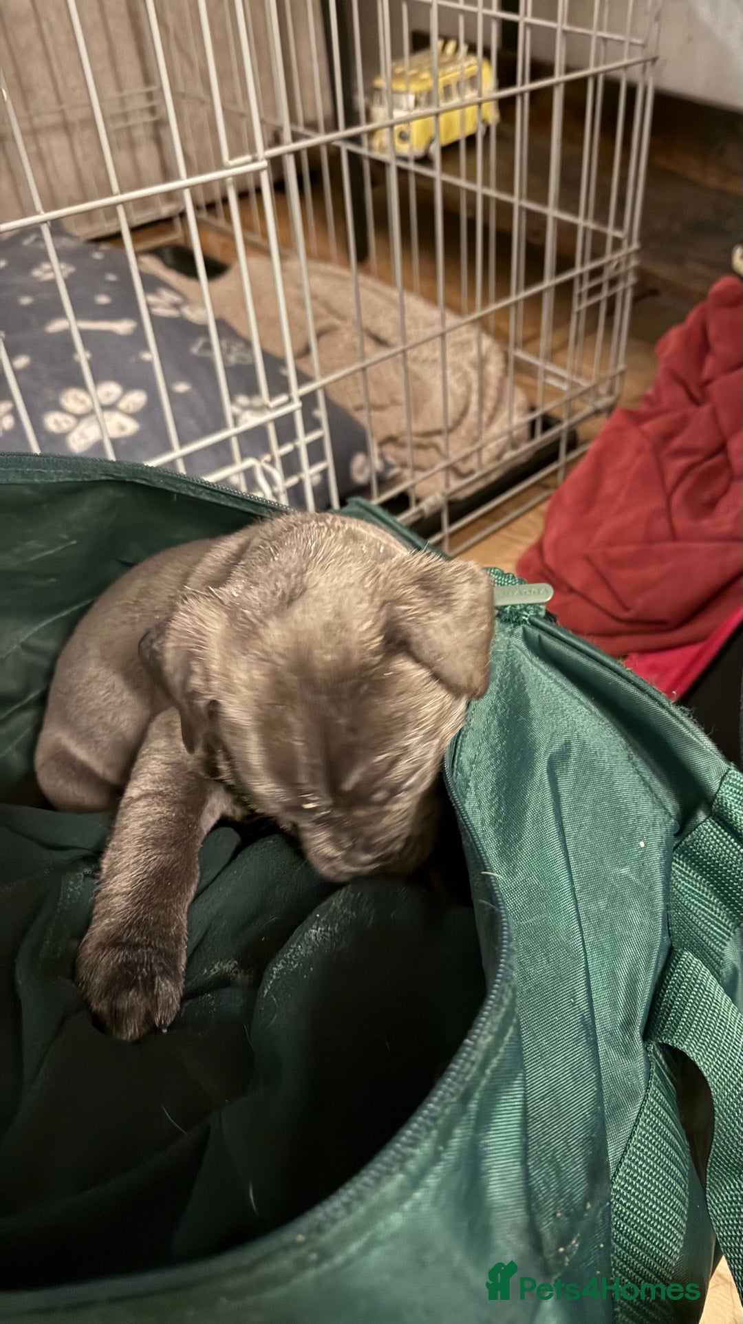 Cane Corso dogs for sale: Cane corso puppies  - Advert 9