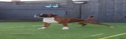 Boxer dogs for sale: Gorgeous classic boxers  in Newcastle - Advert 12