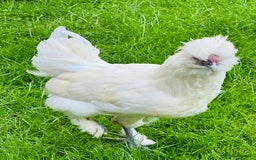 Chickens poultry for sale: Rooster needing a new home - Advert 1