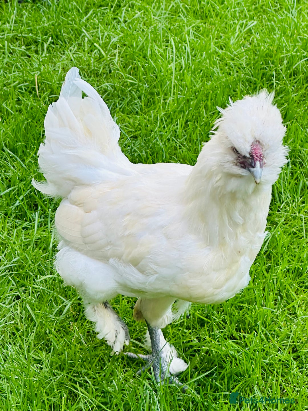 Chickens poultry for sale: Rooster needing a new home - Advert 1