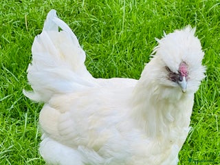 Chickens poultry for sale: Rooster needing a new home - Advert 1