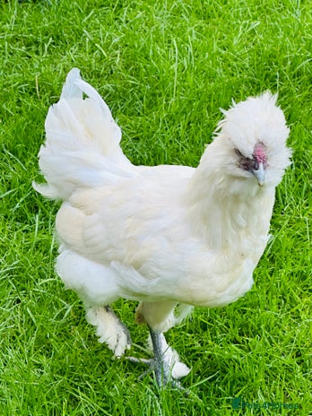 Chickens poultry Rooster needing a new home - Advert 1