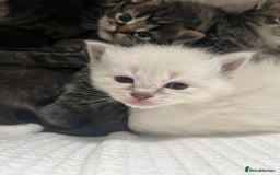 Ragdoll cats for sale: Ragdoll kittens  - Image 6
