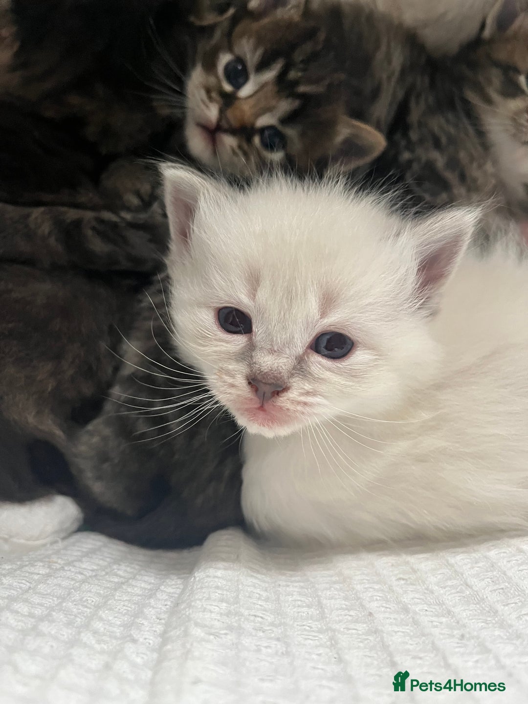 Ragdoll cats for sale: Ragdoll kittens  - Image 6