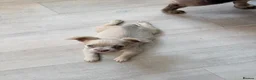 French Bulldog dogs for sale: 💕 gorgeous fluffy frenchie girl  - Advert 2