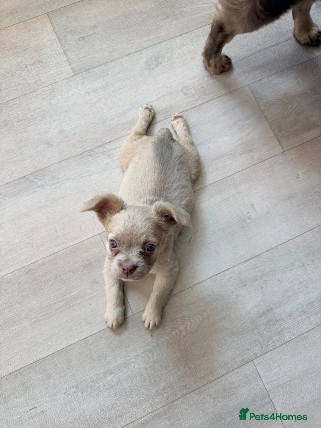 French Bulldog dogs for sale: 💕 gorgeous fluffy frenchie girl  - Advert 2