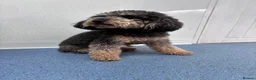 Bordoodle dogs for sale: Border doodle puppies - Advert 24