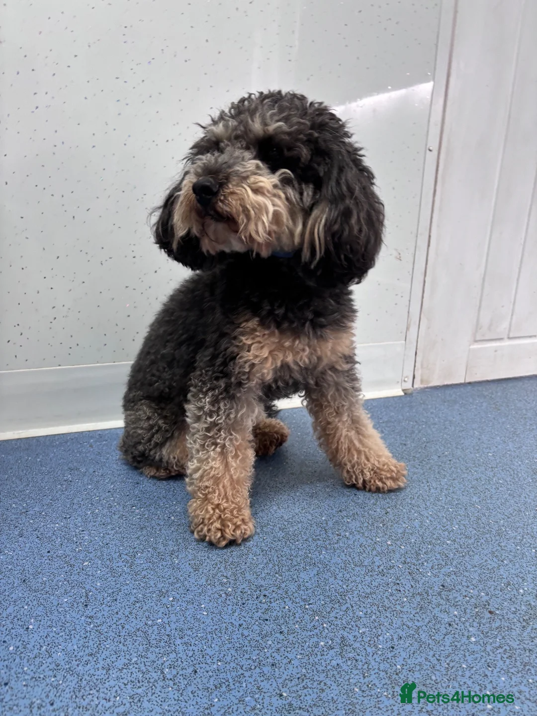 Bordoodle dogs for sale: Border doodle puppies - Advert 24