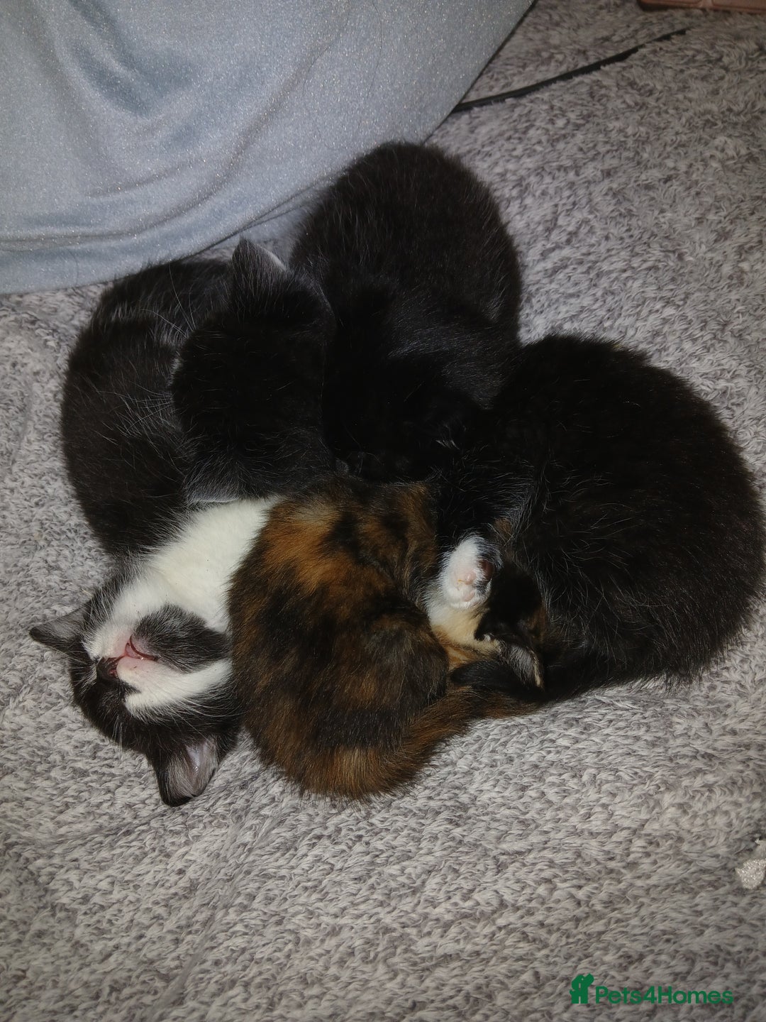Mixed Breed cats for sale: 2 boys  - Advert 3