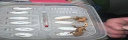 Gecko reptiles for sale: Breeding pair of crested geckos - Advert 12