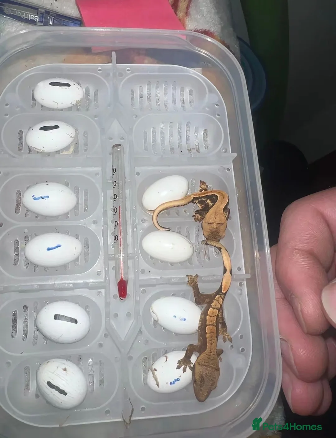 Gecko reptiles for sale: Breeding pair of crested geckos - Advert 12