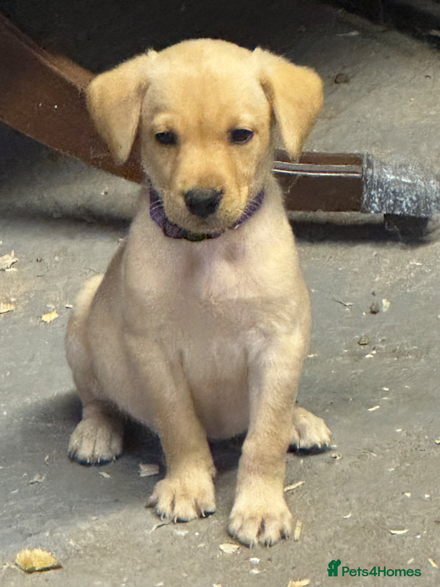 Labrador Retriever dogs One beautiful bitch pup available - Advert 14