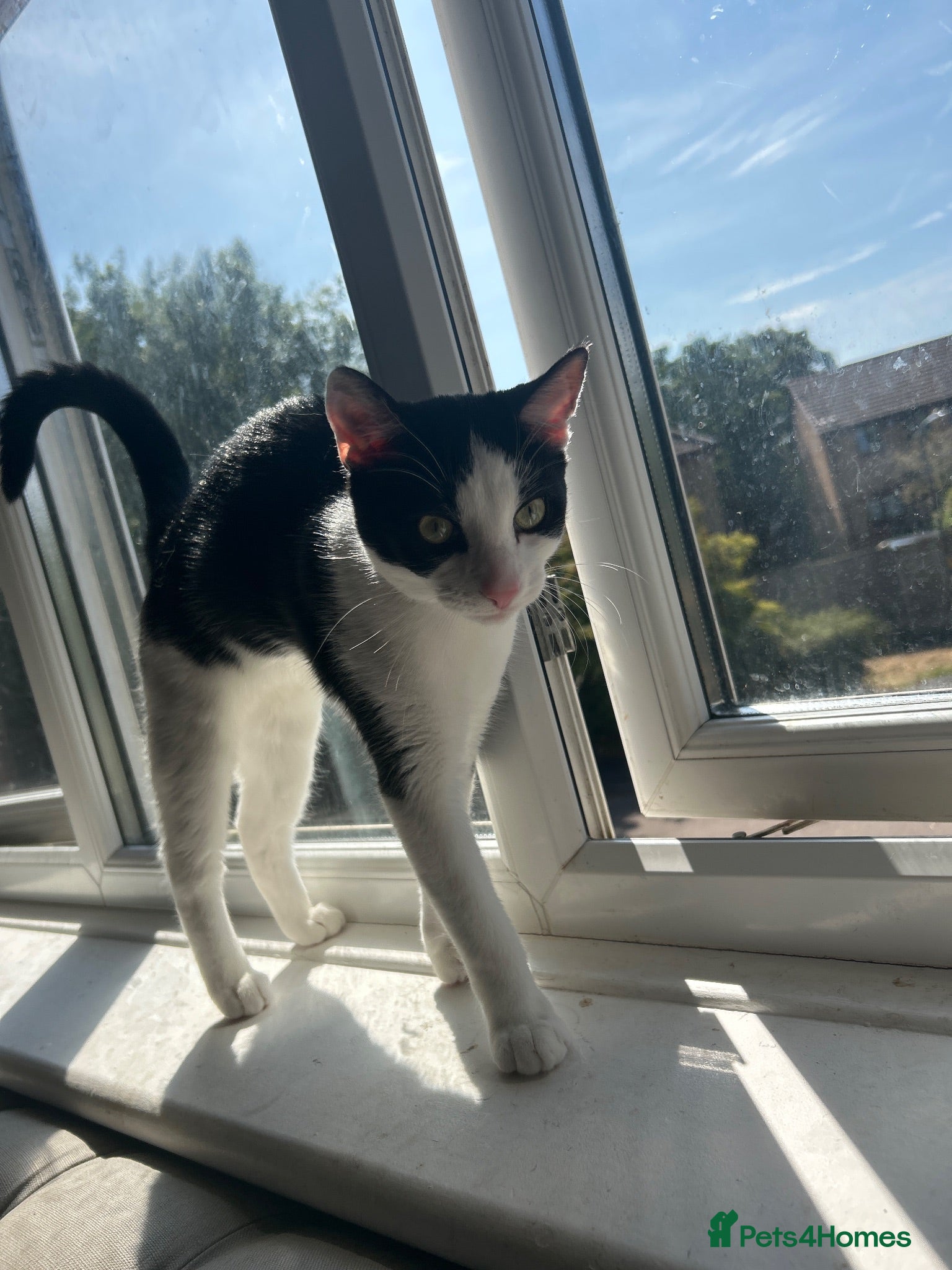 Mixed Breed cats Black and white male 6month old kitten  - Advert 1