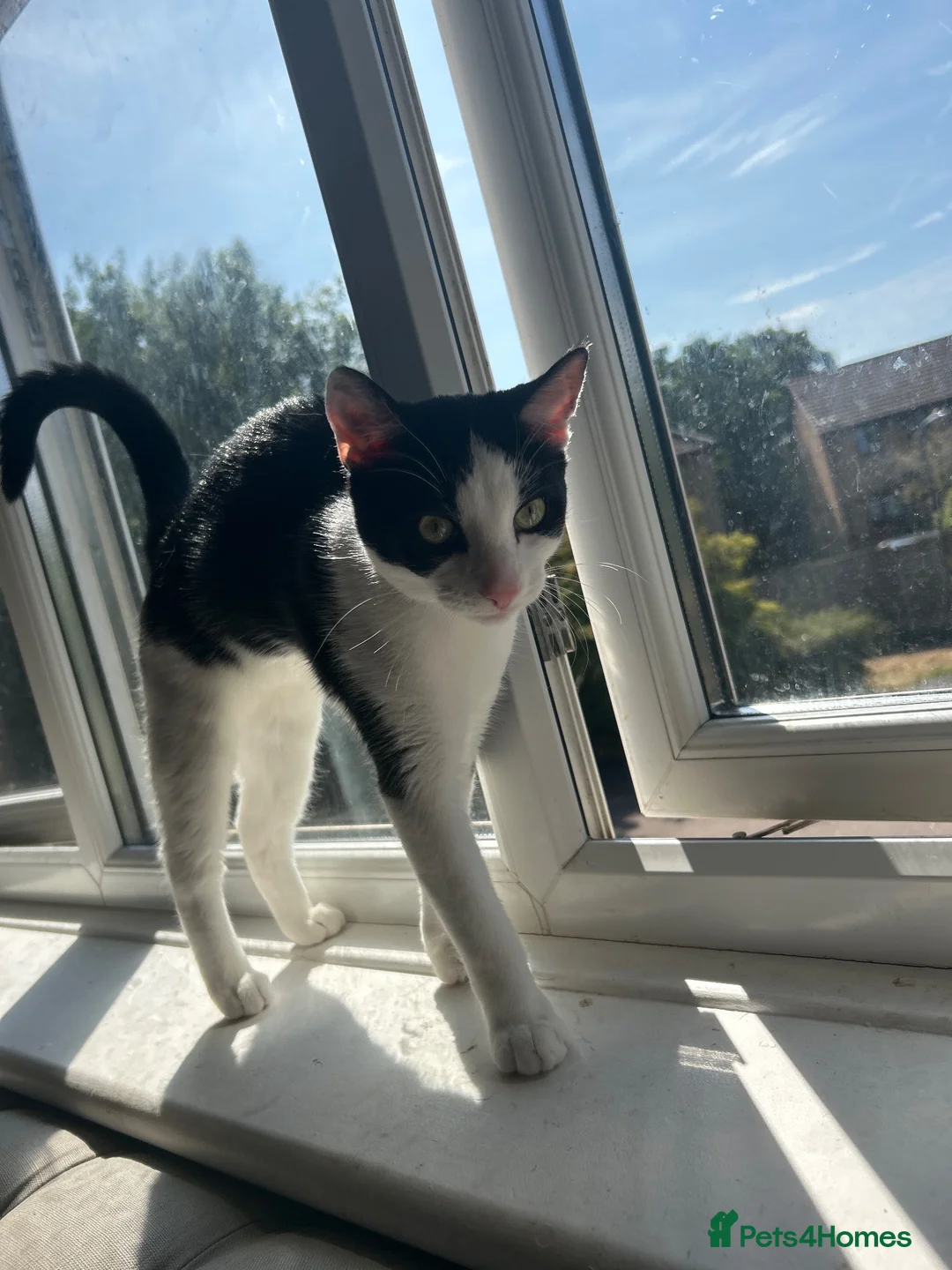 Mixed Breed cats for sale: Black and white male 6month old kitten  in Walsall - Advert 1