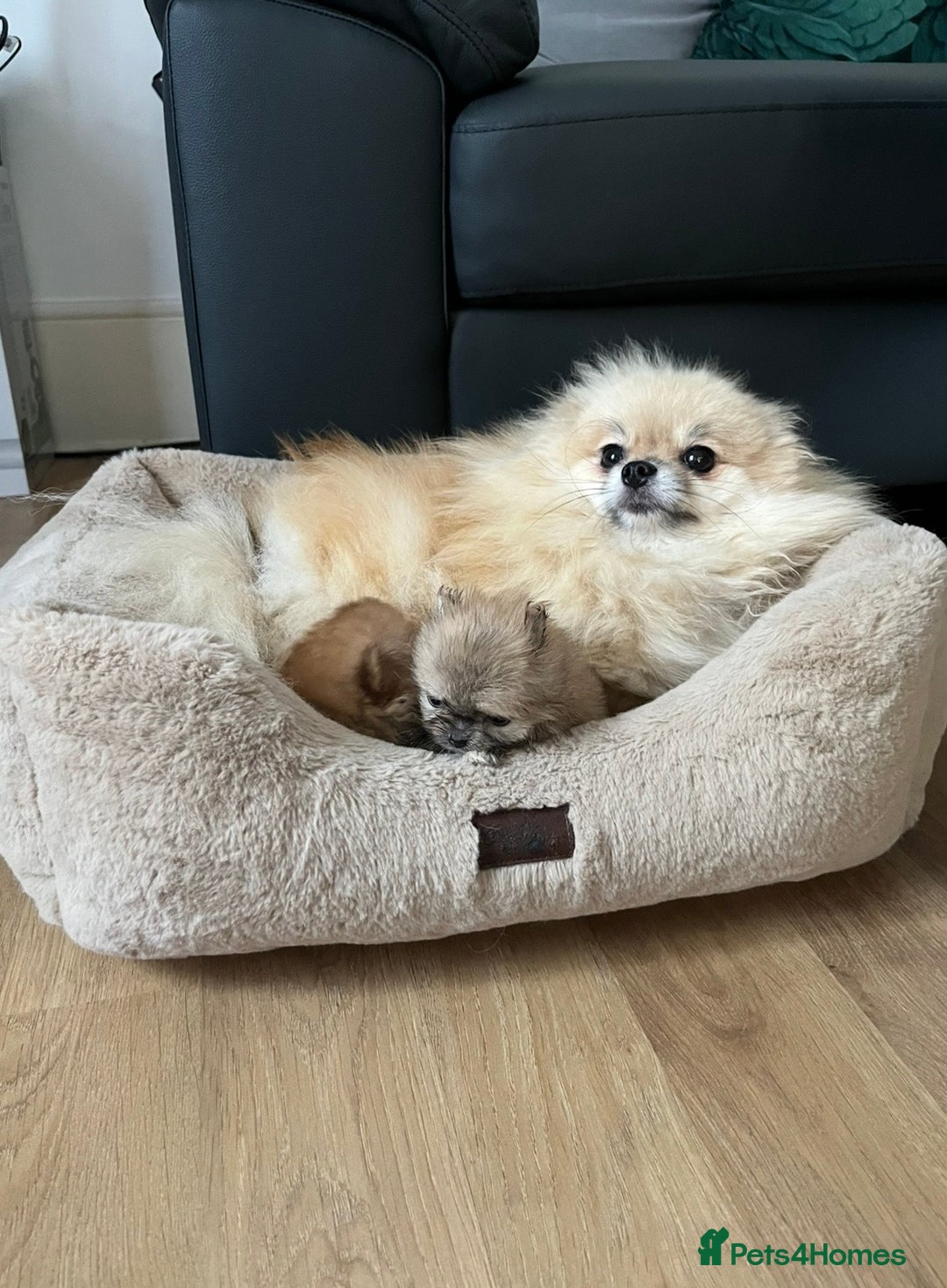 Pomeranian dogs for sale: Top Quality 🐻 Teddy Face🧸Perfect Size - Advert 16