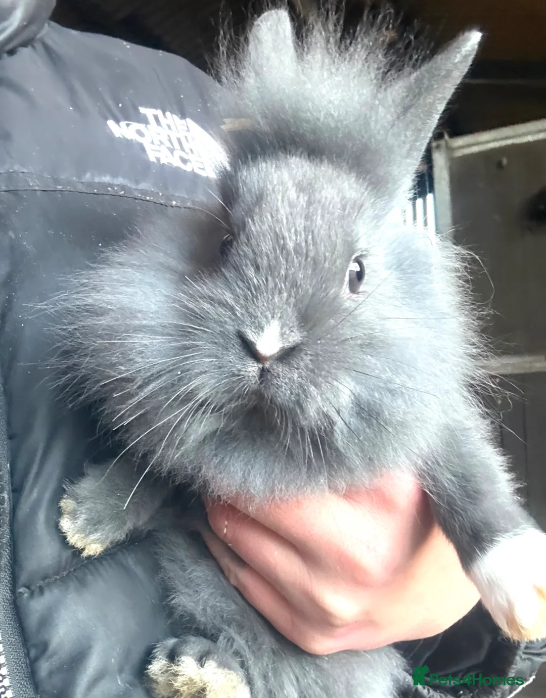 Mixed Breed rabbits for sale: Cashmere x Dutch rabbits  in Dumfries - Advert 2