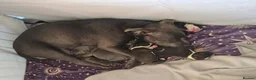 Mixed Breed dogs for sale: Boy and girl, staffy x American bulldog for sale in Huddersfield - Advert 3
