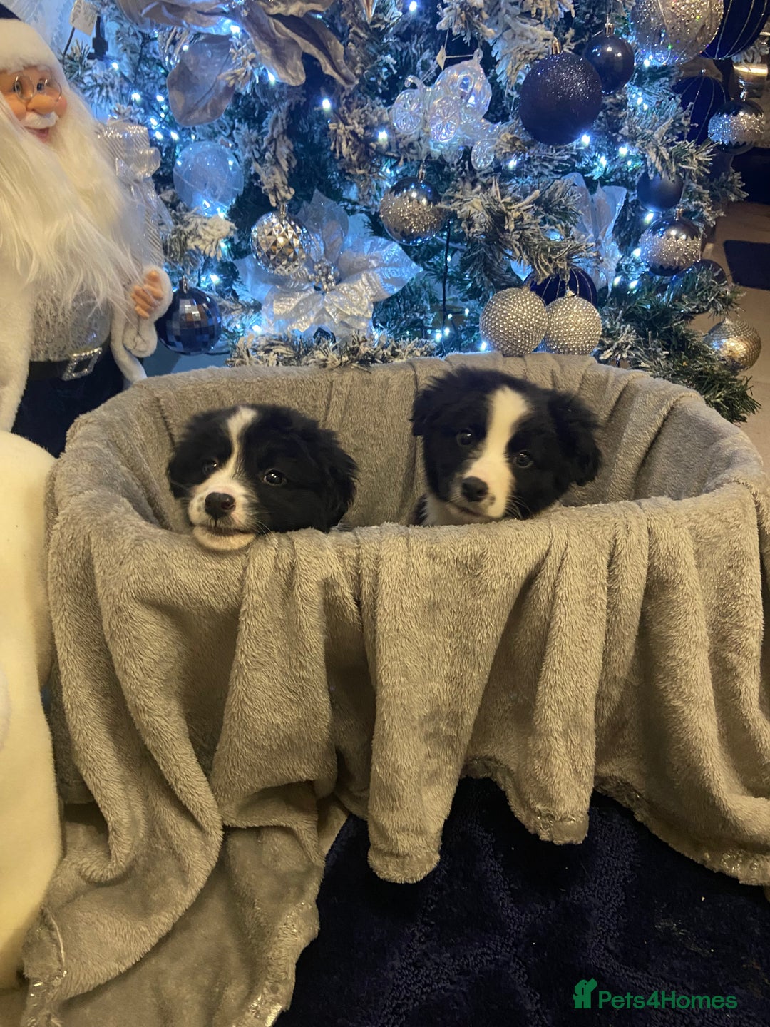 Border Collie dogs for sale: Border collie puppies  - Advert 3