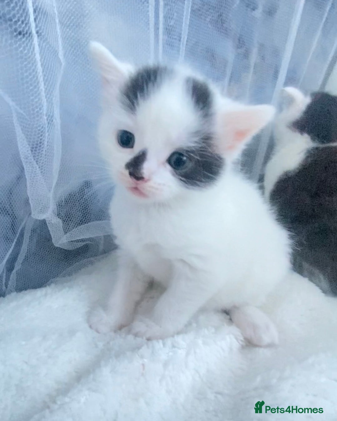 Mixed Breed cats for sale: Domestic shorthair kittens  - Advert 4