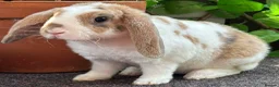 Mini Lop rabbits for sale: Mini Plush Lop - Hypoallergenic Fur. - Advert 4