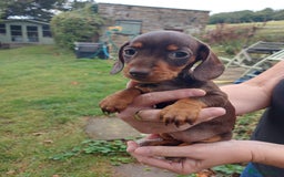 Miniature Dachshund dogs for sale: Beautiful litter of 6 true to type miniature pups. - Image 12
