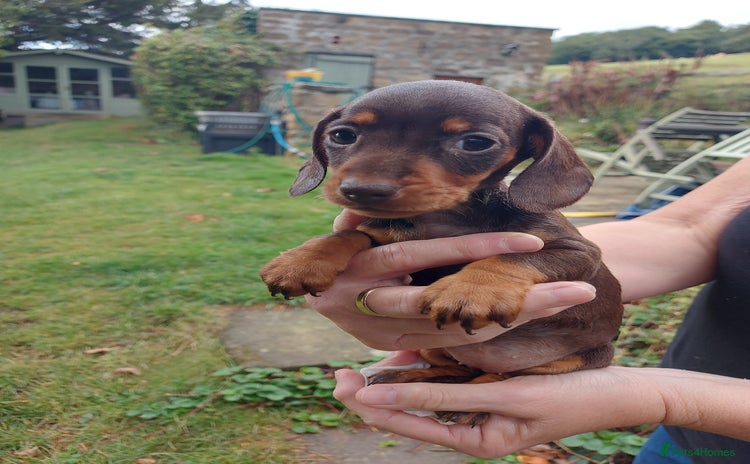 Miniature Dachshund dogs - Advert 4